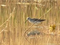 Albastrello (Tringa stagnatilis)