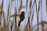 Marsh Warbler (Acrocephalus palustris)