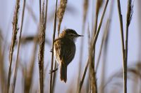 Marsh Warbler (Acrocephalus palustris)