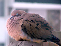 Mourning Dove (Zenaida macroura)