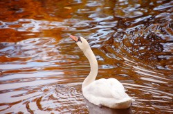 Mute Swan (Cygnus olor)