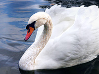 Mute Swan (Cygnus olor)