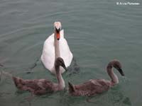 Mute Swan (Cygnus olor)