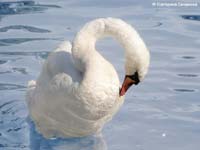 Mute Swan (Cygnus olor)