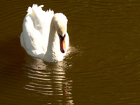 Mute Swan (Cygnus olor)