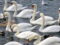 Mute Swan (Cygnus olor)