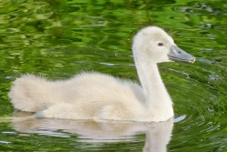 Mute Swan (Cygnus olor)