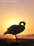 Mute Swan (Cygnus olor)