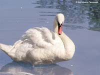 Mute Swan (Cygnus olor)