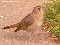Nightingale (Luscinia luscinia)