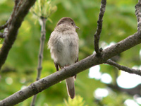 Nightingale (Luscinia luscinia)