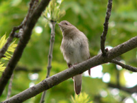 Nightingale (Luscinia luscinia)