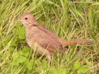 Nightingale (Luscinia luscinia)
