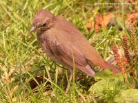 Nightingale (Luscinia luscinia)