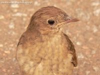 Nightingale (Luscinia luscinia)