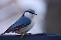 Nuthatch (Sitta europaea)