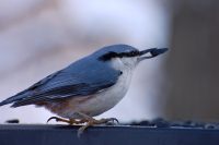 Nuthatch (Sitta europaea)