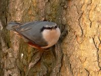 Nuthatch (Sitta europaea)