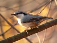 Nuthatch (Sitta europaea)