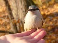 Nuthatch (Sitta europaea)
