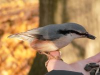 Nuthatch (Sitta europaea)