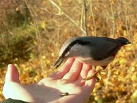 Nuthatch (Sitta europaea)