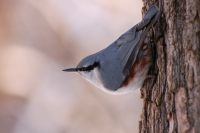 Nuthatch (Sitta europaea)