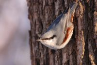 Nuthatch (Sitta europaea)