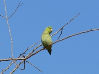 Pacific parrotlet (Forpus coelestis)