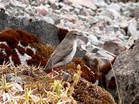 Dormilona Cenicienta (Muscisaxicola alpina)
