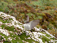 Dormilona Cenicienta (Muscisaxicola alpina)