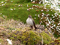 Dormilona Cenicienta (Muscisaxicola alpina)