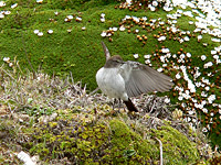Dormilona Cenicienta (Muscisaxicola alpina)