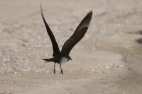 Parasitic Jaeger, Arctic Skua (Stercorarius parasiticus)