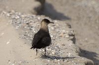 Parasitic Jaeger, Arctic Skua (Stercorarius parasiticus)