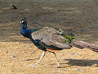 Indian Peafowl or Common Peafowl (Pavo cristatus)
