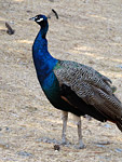 Indian Peafowl or Common Peafowl (Pavo cristatus)