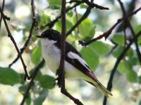 Pied Flycatcher (Ficedula hypoleuca)