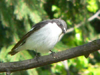 Pied Flycatcher (Ficedula hypoleuca)