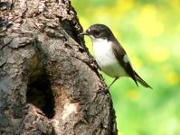 Pied Flycatcher (Ficedula hypoleuca)