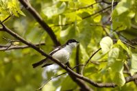 Pied Flycatcher (Ficedula hypoleuca)