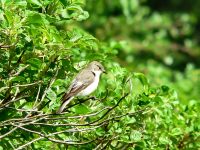 Pied Flycatcher (Ficedula hypoleuca)