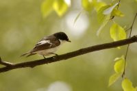 Pied Flycatcher (Ficedula hypoleuca)