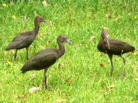 Puna Ibis (Plegadis ridgwayi)
