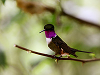 Purple-throated Woodstar (Calliphlox mitchellii)