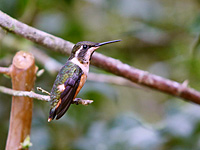 Purple-throated Woodstar (Calliphlox mitchellii)