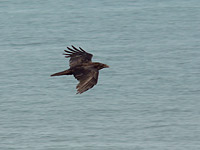 Raven (Corvus corax)