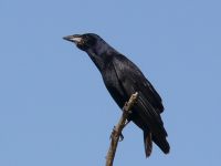 Raven (Corvus corax)