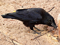 Raven (Corvus corax)