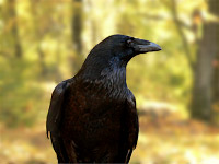 Raven (Corvus corax)